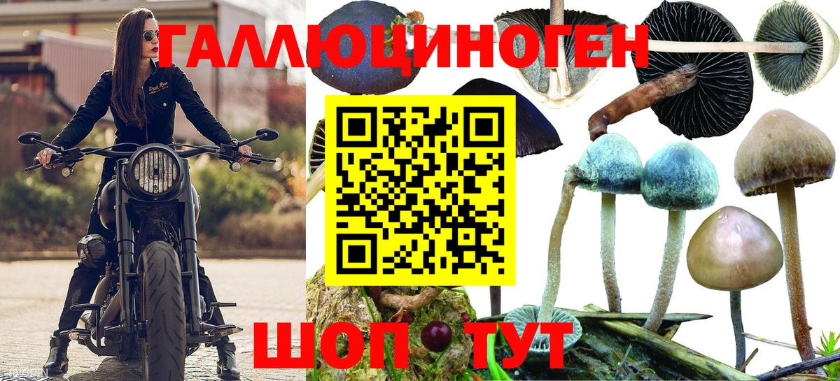 как найти наркотики  Псилоцибиновые грибы мицелий  Вход с VPN  Городец 